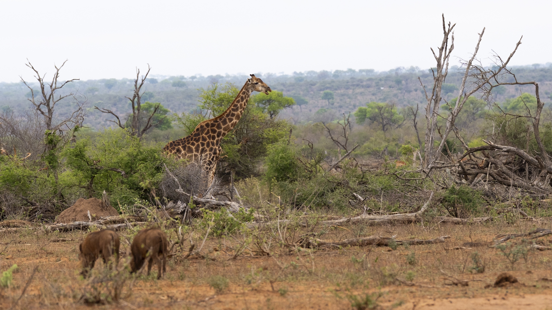 Kruger25 2025 10 28 12 13 27 ILCE 9M3 366
